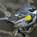 Yellow-rumped Warbler